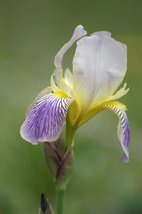 Iris Cristata - Schwertlilie